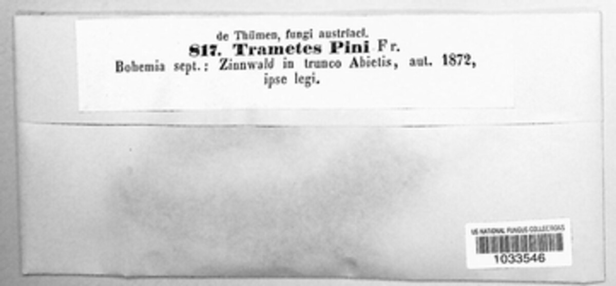 Porodaedalea pini image